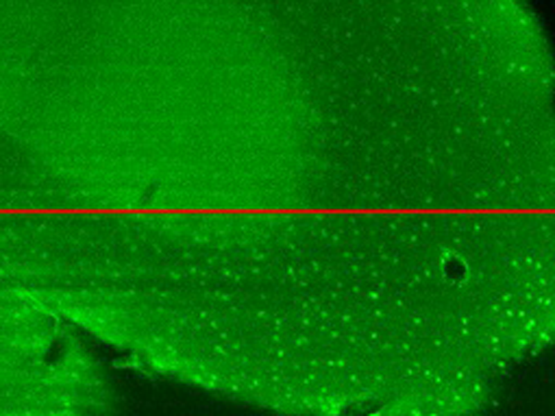 ITALIA – Ricercatori italiani e olandesi